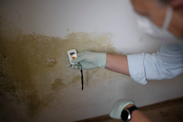 Trusted St Georges, DE Mold Removal Experts